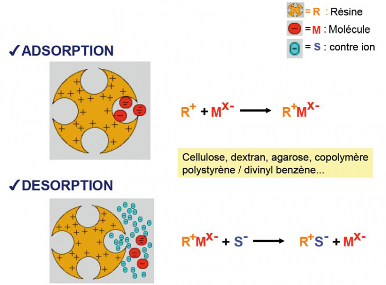 Schéma du principe de séparation de la chromatographie échangeuse d'ions