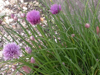 Allium schoenoprasum ou ciboulette, en fleurs