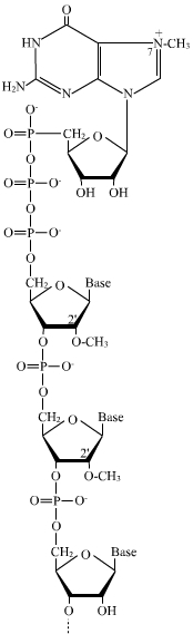 Structure de la coiffe d'un ARN