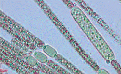 Cyanobactérie organisée en trichomes, genre Aphanizomenon