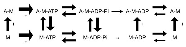 Cinétique des transitions au sein du cycle ATPasique de l’actomyosine