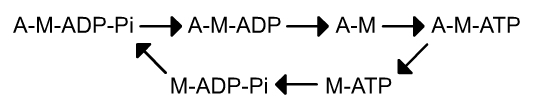 Le cycle ATPasique de l’actomyosine