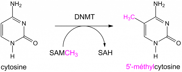 Schéma de la réaction de méthylation des cytosines