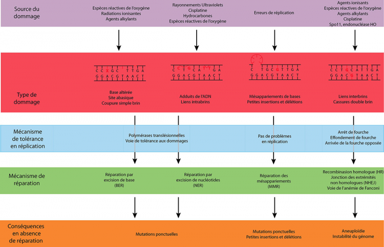 Diversité des dommages à l'ADN et des mécanismes de tolérance et de réparation correspondants