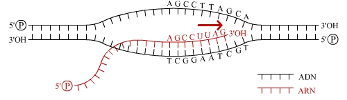 La phase d'élongation de la transcription