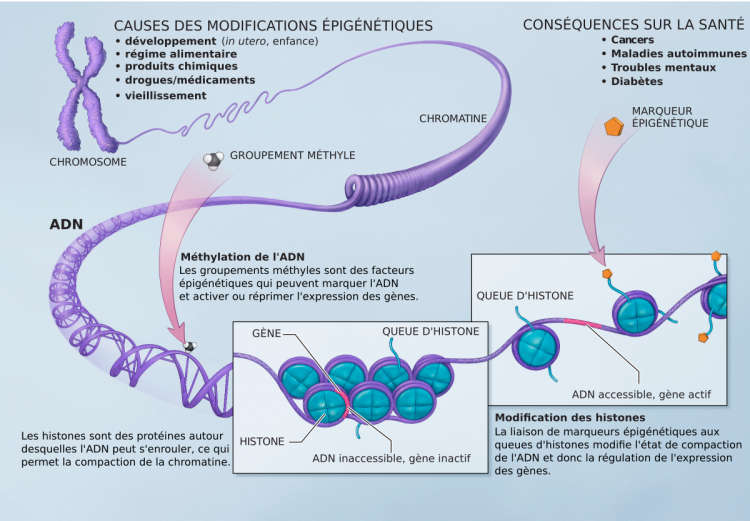 Schéma de condensation de l’ADN avec les histones et les nucléosomes