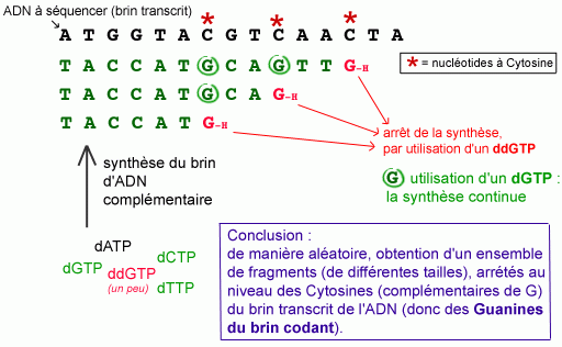 Utilisation du ddGTP, dans le séquençage de l'ADN