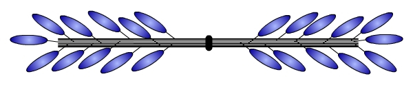 Structure d’un filament épais de myosine