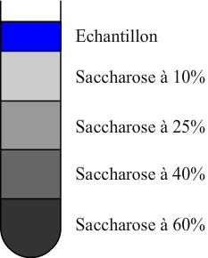 Exemple de gradient discontinu