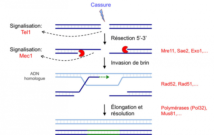 Réponse coordonnée aux cassures double brin et voies de réparation