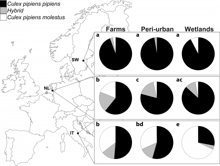 Répartition des populations de Culex pipiens dans trois pays