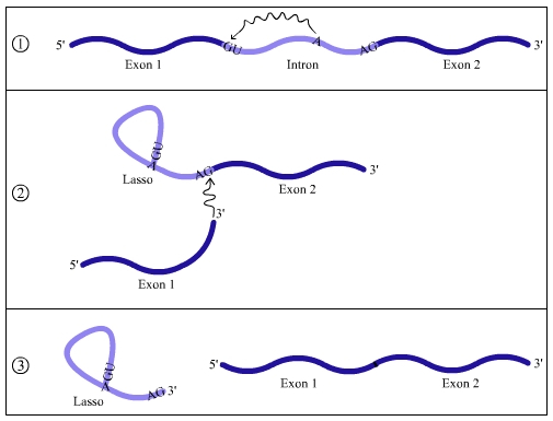 Excision de l'intron par formation d'un lasso : vue d'ensemble du mécanisme