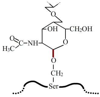 Liaison O-glycosidique