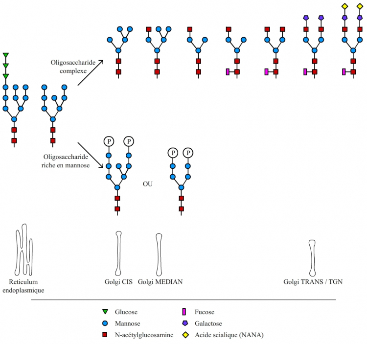 Maturation de l'oligosaccharide initial de la N-glycosylation