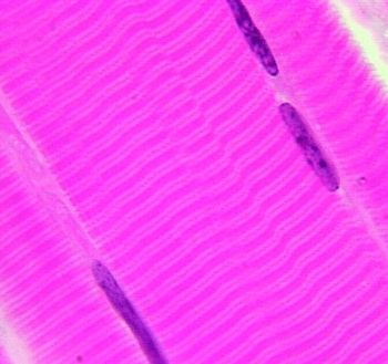 Observation en microscopie photonique de cellules musculaires de singe