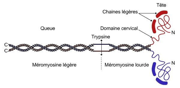 Structure de la molécule de myosine II