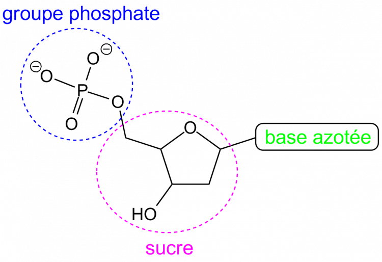 Schéma d'un nucléotide