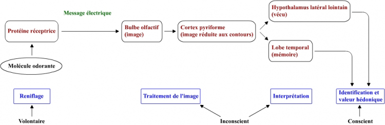 Les voies de l'odorat