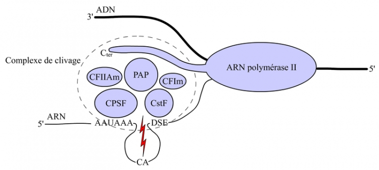 Le complexe de clivage impliqué dans la maturation en 3' du préARNm