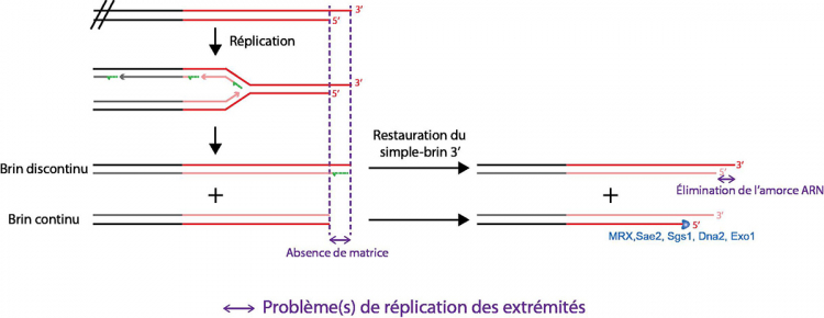 Le problème de réplication des extrémités