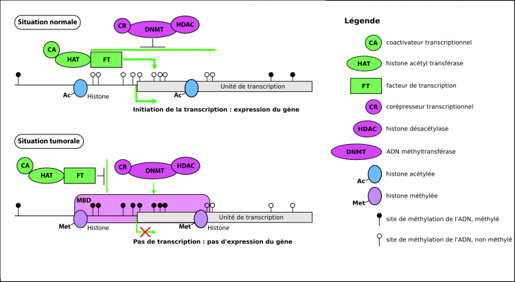 Marqueurs épigénétiques et expression des gènes