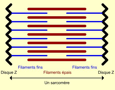 Vue longitudinale d'un sarcomère