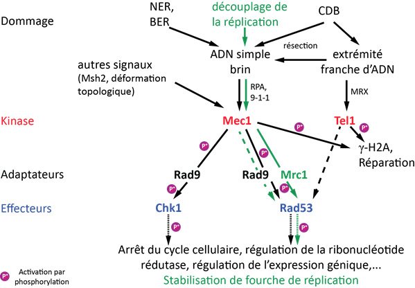 Voie de signalisation des dommages à l'ADN