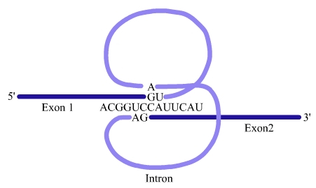 Excision d'un intron par formation d'un lasso : le splicéosome