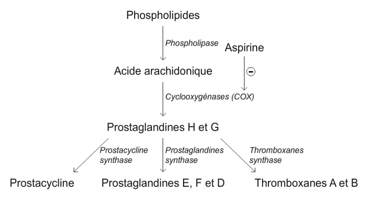 Voie de biosynthèse des prostaglandines, des thromboxanes et de la prostacycline