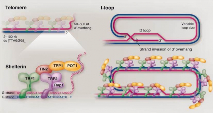 Structure en t-loop ou boucle-t des télomères de Mammifères