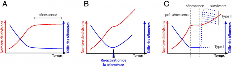 Télomères et sénescence