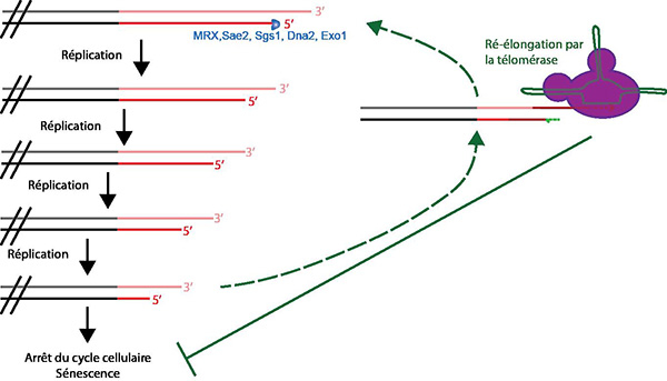 Raccourcissement des télomères, télomérase et sénescence