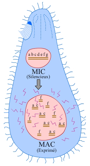 Le protozoaire cilié Tetrahymena, un modèle d'étude des télomères