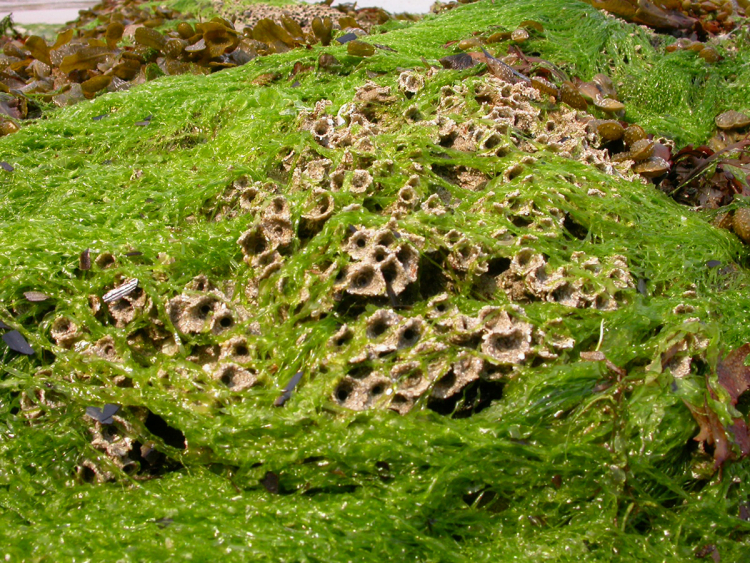Dépôts d'ulves (Ulva lactuca) en baie de Dournenez