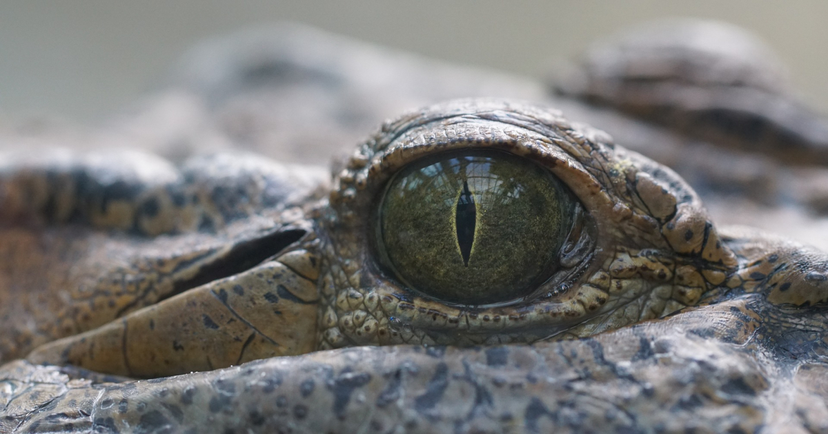 L'histoire des origines des crocodiles : comment la lenteur et la  régularité ont gagné la course