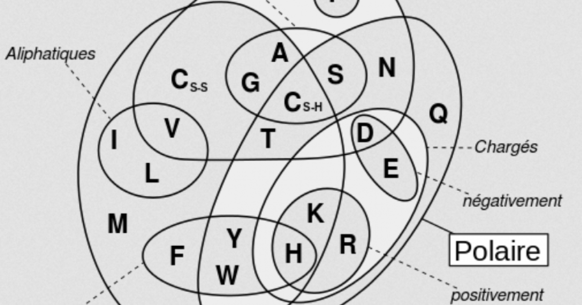 Les Acides Amines Planet Vie