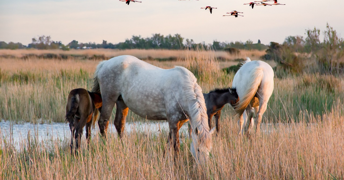 cheval robe grise