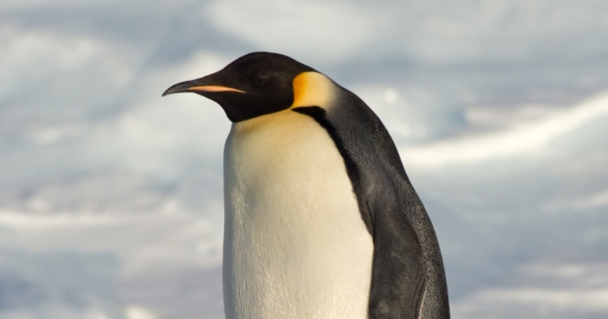 Grand Pingouin — Wikipédia