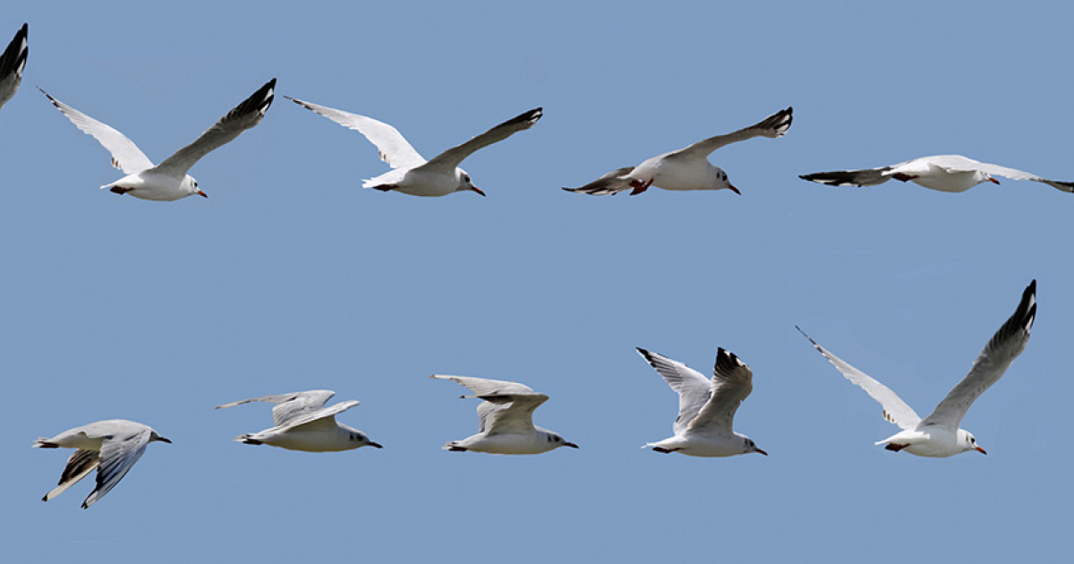 Le Vol De La Mouette Planet Vie