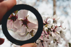 Fleurs et loupe