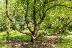 Arbre tronc