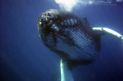 Baleine