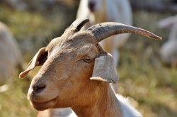 Chèvre