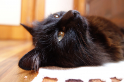Chat noir