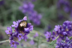 Chrysomèle sur fleurs de lavande