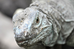 Dragon de Komodo