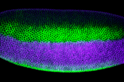 Embryon drosophile