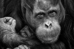 Orang-outan
