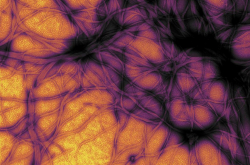 Prion
