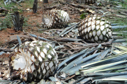 Récolte de coeurs d'agave bleu